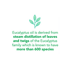 Eagle Brand DẦU KHUYNH DIỆP Eucalyptus Oil 30ml